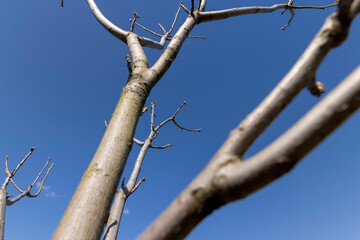 Manchurian walnut tree in sunny weather in early spring