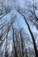 Obraz premium Bare trees in early spring in sunny clear weather