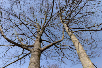 Fototapeta premium Branches of deciduous trees in the park in spring sunny weather