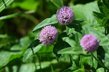 Red clover flowers. Fabaceae perennial plants.
Flowering season is from April to September. It is used for pasture and livestock feed.