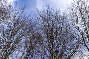 Tall deciduous trees in early spring without foliage