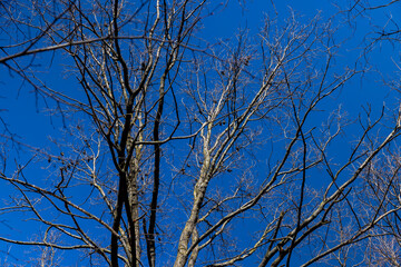 leafless trees in early spring in sunny weather