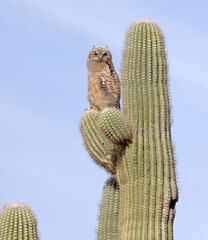 Owlet Fledgling on Saguaro Cactus