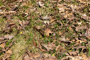 old dry foliage on the grass in the spring season