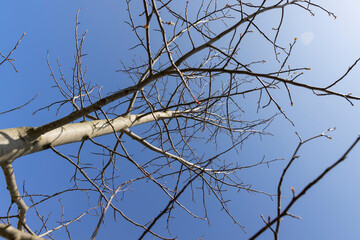 tulip tree in sunny weather in early spring