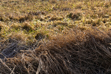 dry grass covered with snow after winter snowfalls