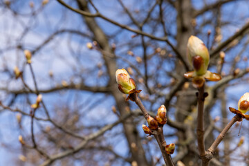 deciduous trees in the park in the spring season