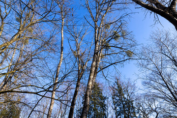 Bare trees in early spring in sunny clear weather