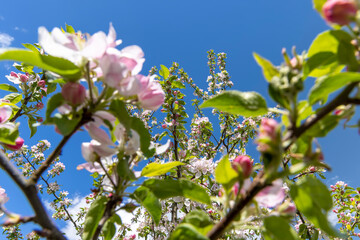 white and pink apple blossoms during spring flowering
