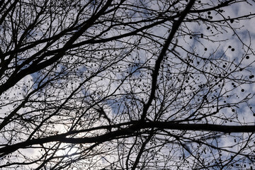 a tall sycamore tree with branches without foliage
