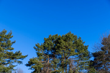 the tops of an old pine tree with long green needles against the sky