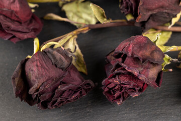 An old dry rose with crumbs from dry petals