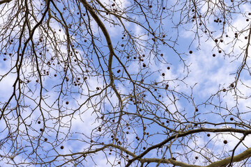 sycamore tree with hanging balls in early spring