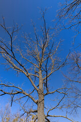 leafless trees in early spring in sunny weather