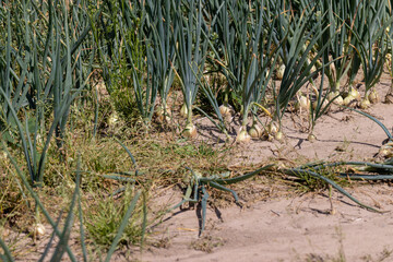 An agricultural field with a harvest of onions in the summer