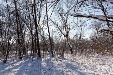 snow-covered bare deciduous trees in winter