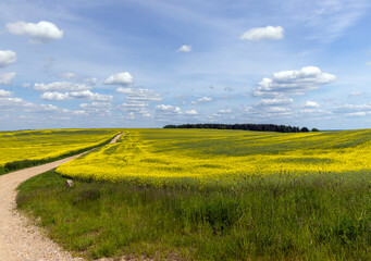 yellow rapeseed flowers during spring flowering