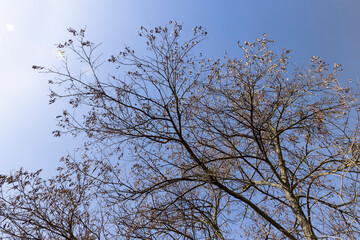 Maple tree branches in the park in spring sunny weather