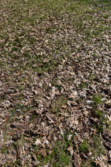old dry foliage on the grass in the spring season