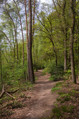 Near the village Beek you find an very old forrest and a sand excavation.