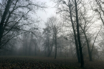 tree trunks without foliage in the autumn season
