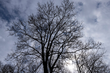 maple trees without foliage in the spring season