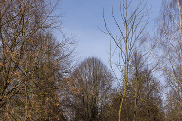 Bare trees in sunny spring weather, bare deciduous trees