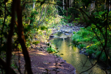 unique scenery of lamington national park on the path to larapinta falls; dense rainforest vegetation alongside rocky creek with little waterfalls; gondwana rainforest in queensland, australia