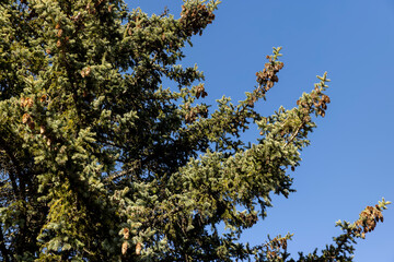 old spruce trees with green needles in the spring season