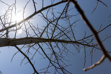 tulip tree in sunny weather in early spring