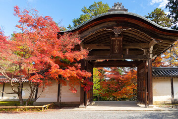 Scenic landscape of Colorful maple trees in the garden of Kyoto Temple in autumn, Kyoto Japan