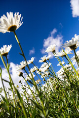 Daisies looking up towards the sky
