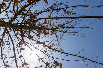 the tree of the petiolate oak without foliage at the beginning of spring