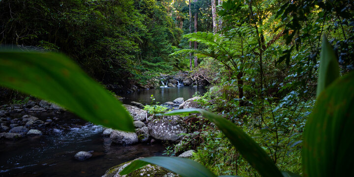 unique scenery of lamington national park on the path to larapinta falls; dense rainforest vegetation alongside rocky creek with little waterfalls; gondwana rainforest in queensland, australia