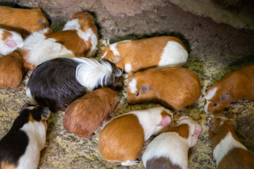 A bunch of guinea pigs or cuy
