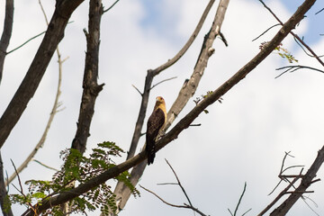 bird eagle on a branch in Venezuela