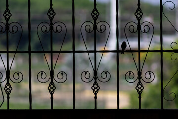 bird on iron fence