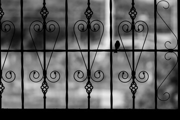 bird on iron fence