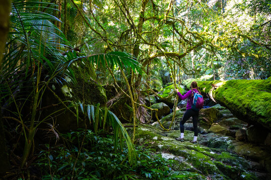 รูปภาพBushwalking – เลือกดูภาพถ่ายสต็อก เวกเตอร์ และวิดีโอ2,846 | Adobe ...