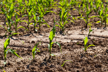 small green corn sprouts in the summer