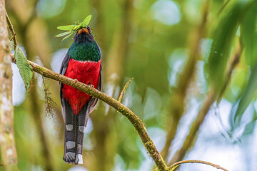 Collared trogon and his prey