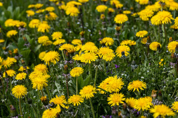 yellow blooming dandelions in the spring season