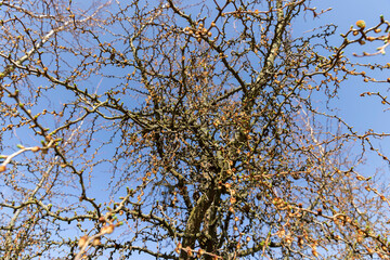 larch tree in sunny weather in early spring