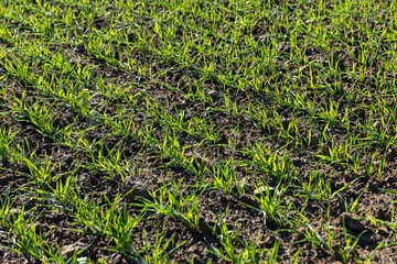 Winter wheat variety covered with dew drops