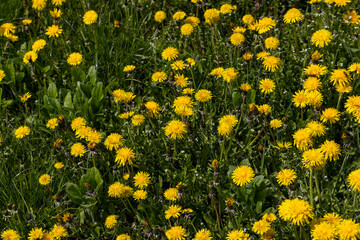 Obraz premium yellow blooming dandelions in the spring season