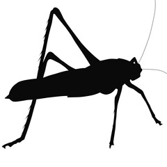 locust silhouette