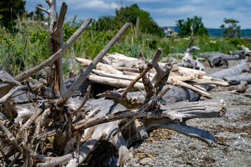 Drift wood on the shore of a rocky beach.