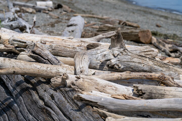 Fototapeta na wymiar Drift wood on the shore of a rocky beach.