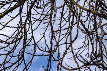 Tall deciduous trees in early spring without foliage