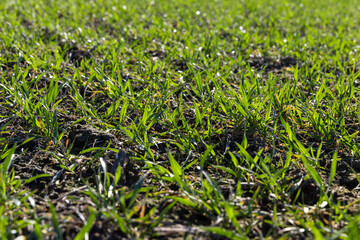 green wheat sprouts in early spring, green winter wheat